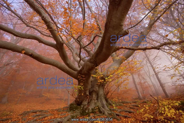 : Beech Trees - morning fog in beech forest with : Beech Trees - morning fog in beech forest with