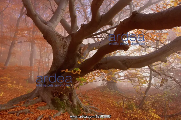 : Beech Trees - morning fog in beech forest with : Beech Trees - morning fog in beech forest with