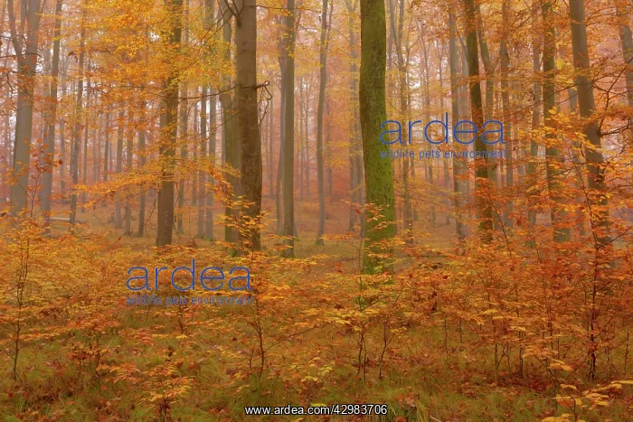 : Beech Trees - morning fog in beech forest with : Beech Trees - morning fog in beech forest with