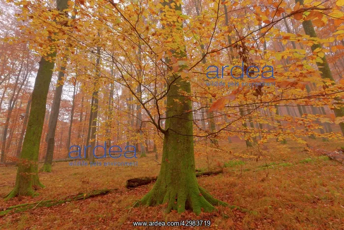 : Beech Trees - morning fog in beech forest with : Beech Trees - morning fog in beech forest with
