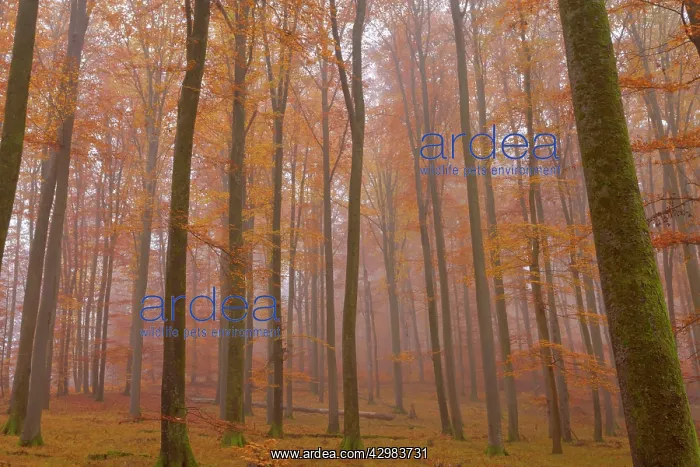 : Beech Trees - morning fog in beech forest with : Beech Trees - morning fog in beech forest with