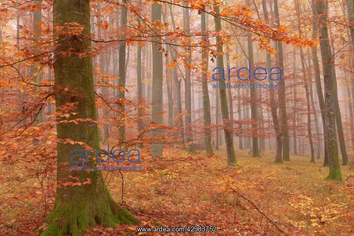 : Beech Trees - morning fog in beech forest with : Beech Trees - morning fog in beech forest with