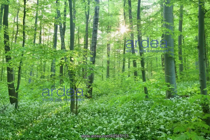 : Beech Trees - morning fog and sunrays in forest : Beech Trees - morning fog and sunrays in forest