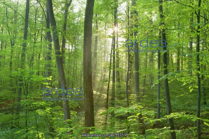 : Beech Trees - morning fog and sunrays in forest : Beech Trees - morning fog and sunrays in forest