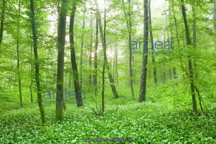 : Beech Trees - morning fog and sunrays in forest : Beech Trees - morning fog and sunrays in forest