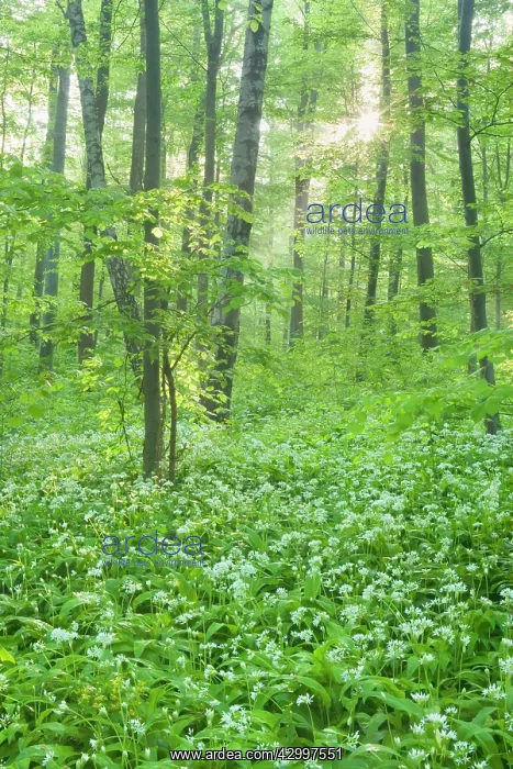 : Beech Trees - morning fog and sunrays in forest : Beech Trees - morning fog and sunrays in forest