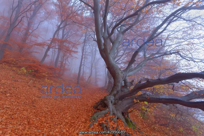 : Beech Trees - path in forest with morning fog and : Beech Trees - path in forest with morning fog and