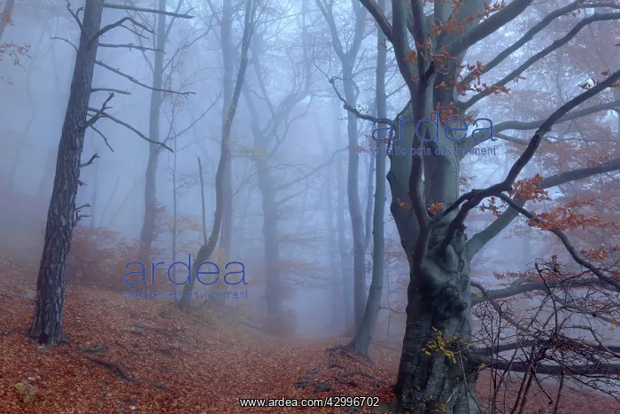 : Beech Trees - path in forest with morning fog and : Beech Trees - path in forest with morning fog and