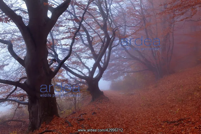 : Beech Trees - path in forest with morning fog and : Beech Trees - path in forest with morning fog and
