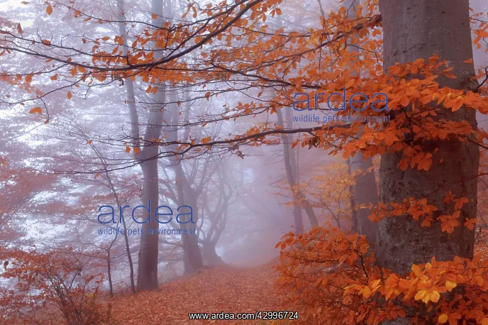 : Beech Trees - path in forest with morning fog and : Beech Trees - path in forest with morning fog and