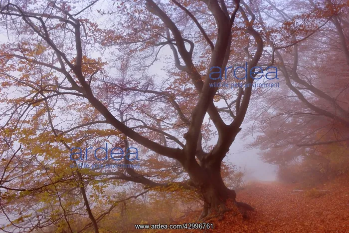 : Beech Trees - path in forest with morning fog and : Beech Trees - path in forest with morning fog and