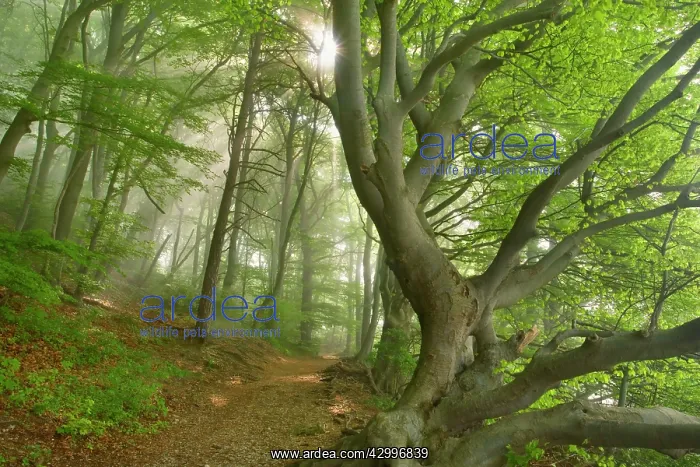 : Beech Trees - path in forest with morning fog and : Beech Trees - path in forest with morning fog and