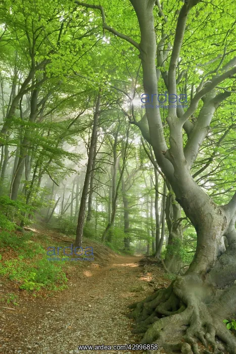: Beech Trees - path in forest with morning fog and : Beech Trees - path in forest with morning fog and