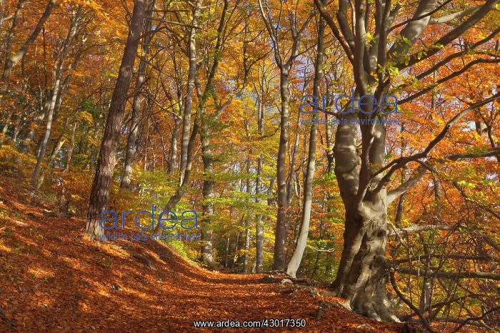 : Beech Trees by path / hiking trail in forest Autumn : Beech Trees by path / hiking trail in forest Autumn