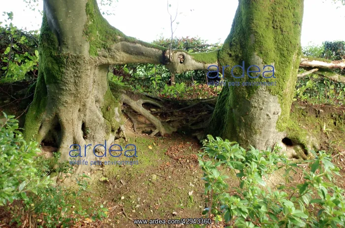 : Beech Trees: shaking hands : Beech Trees: shaking hands