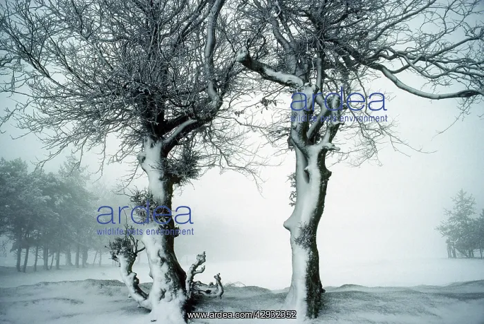 : Beech Trees - in snowstorm : Beech Trees - in snowstorm