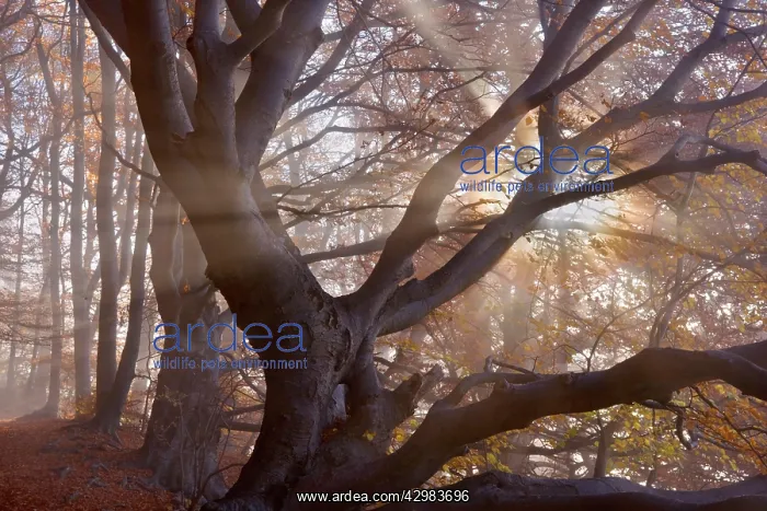  : Beech Trees - sun breaking through morning fog
