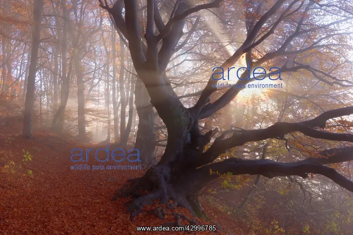  : Beech Trees - sun breaking through morning fog
