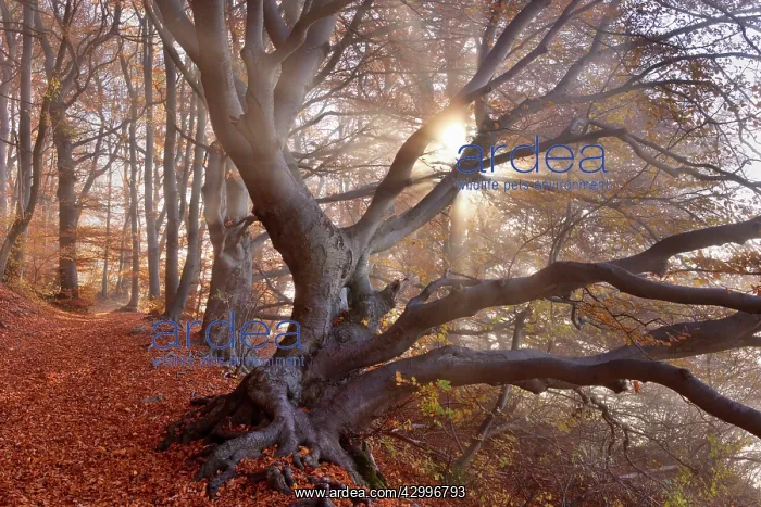 : Beech Trees - sun breaking through morning fog : Beech Trees - sun breaking through morning fog