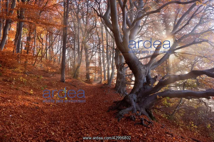 : Beech Trees - sun breaking through morning fog : Beech Trees - sun breaking through morning fog
