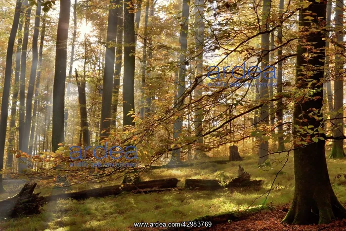 : Beech Trees - sunrays in beech forest in autumn : Beech Trees - sunrays in beech forest in autumn