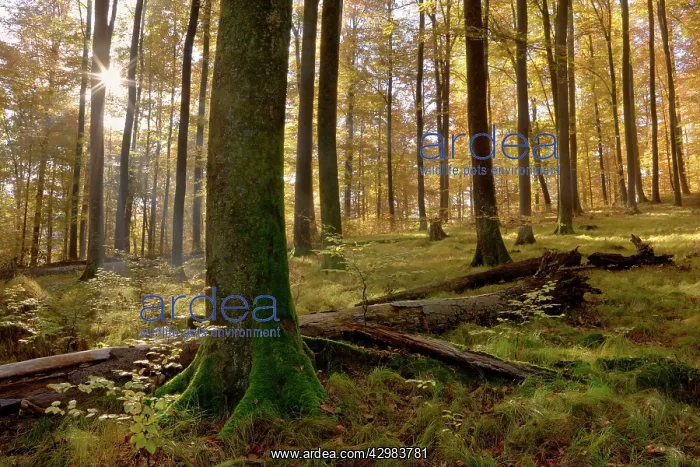 : Beech Trees - sunrays in beech forest in autumn : Beech Trees - sunrays in beech forest in autumn