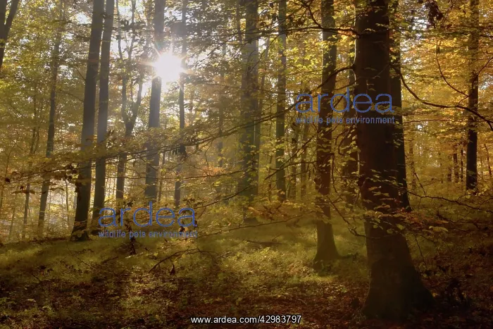 : Beech Trees - sunrays in beech forest in autumn : Beech Trees - sunrays in beech forest in autumn