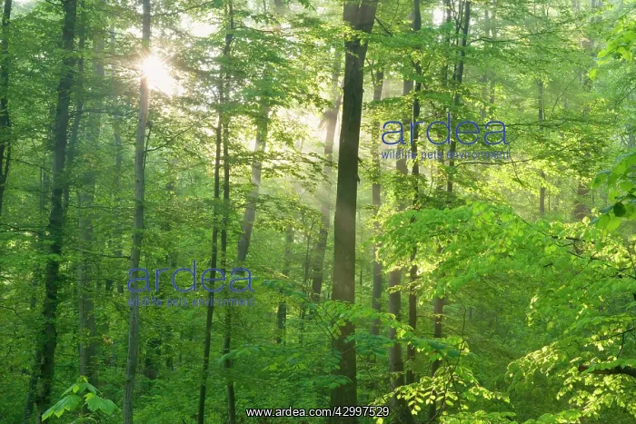 : Beech Trees - sunrays in forest - in spring : Beech Trees - sunrays in forest - in spring