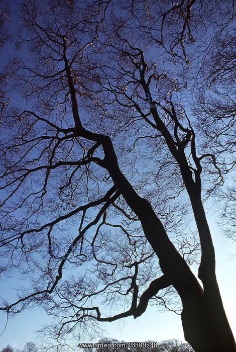 : BEECH TREES, viewed from below : BEECH TREES, viewed from below