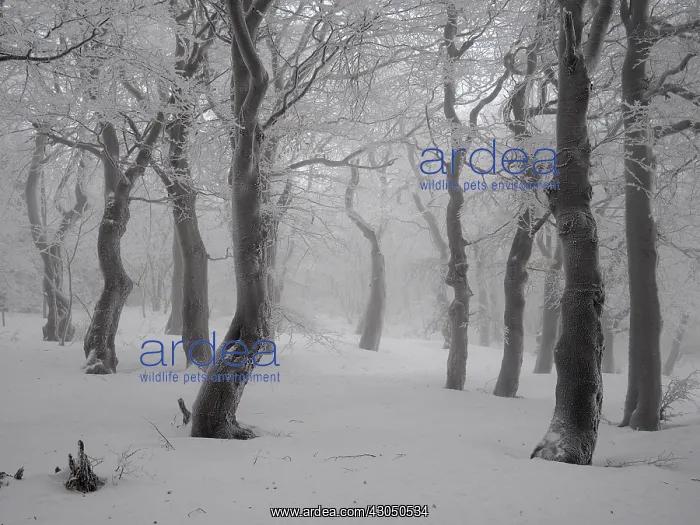 : beech trees in winter with hoar frost, Bournak, Chech Republic : beech trees in winter with hoar frost, Bournak, Chech Republic