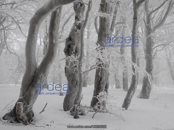 : beech trees in winter with hoar frost, Bournak, Chech Republic : beech trees in winter with hoar frost, Bournak, Chech Republic