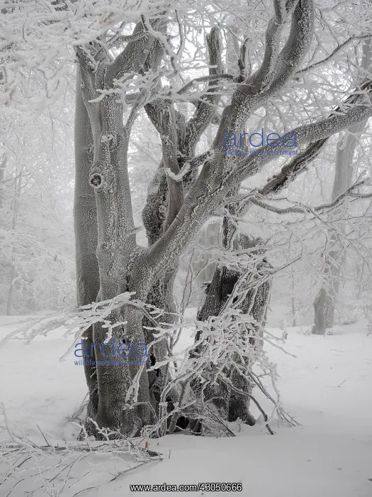 : beech trees in winter with hoar frost, Bournak, Chech Republic : beech trees in winter with hoar frost, Bournak, Chech Republic