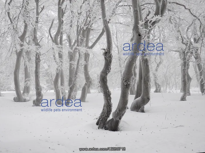 : beech trees in winter with hoar frost, Bournak, Chech Republic : beech trees in winter with hoar frost, Bournak, Chech Republic