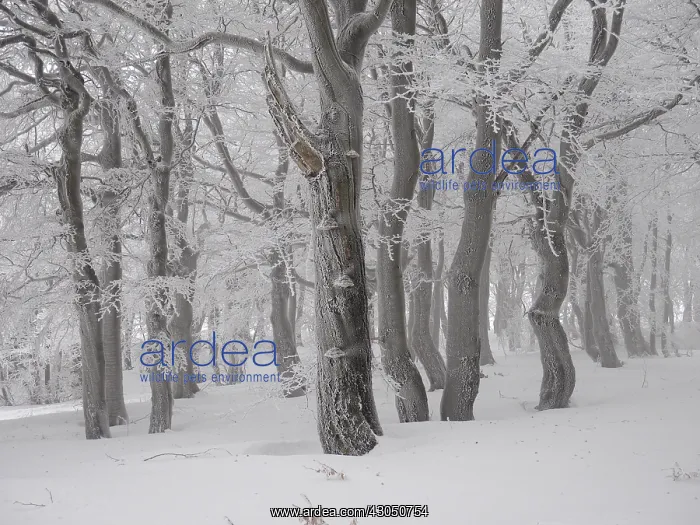 : beech trees in winter with hoar frost, Bournak, Chech Republic : beech trees in winter with hoar frost, Bournak, Chech Republic