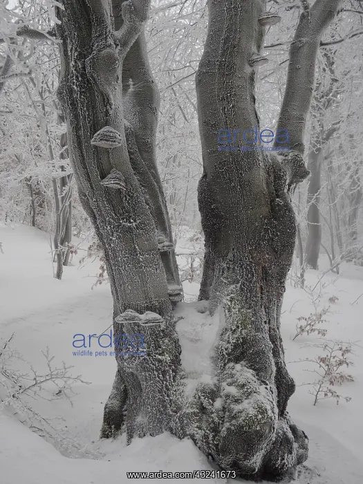: beech trees in winter with hoar frost, Bournak, Chech Republic : beech trees in winter with hoar frost, Bournak, Chech Republic