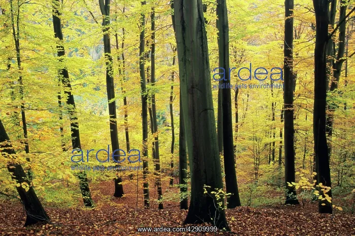 : Beech Trees - woodland in autumn : Beech Trees - woodland in autumn