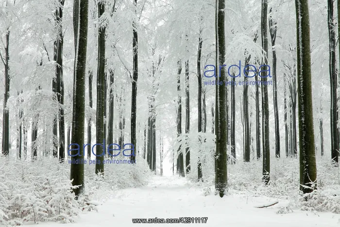 : Beech Trees - woodland covered in winter snow : Beech Trees - woodland covered in winter snow