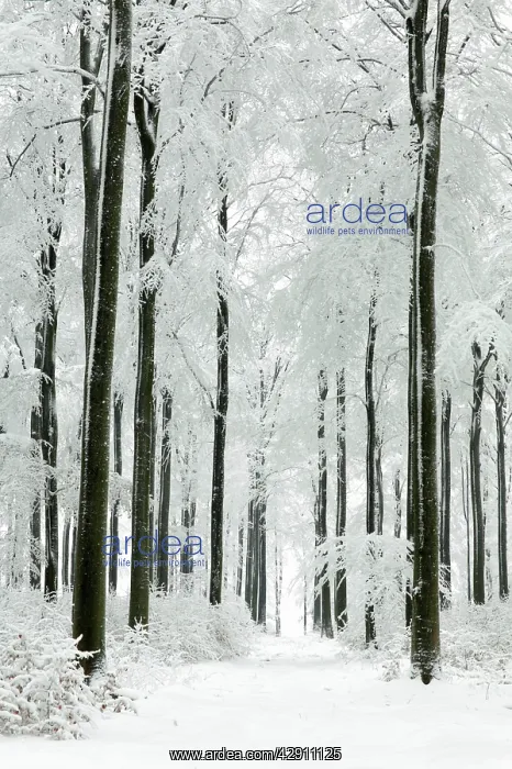 : Beech Trees - woodland covered in winter snow : Beech Trees - woodland covered in winter snow