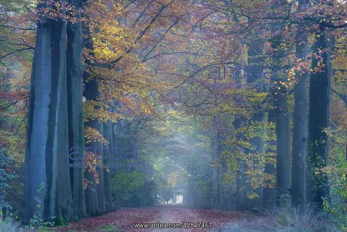 : Beech Trees - woodland path : Beech Trees - woodland path