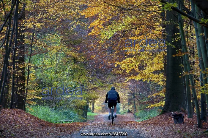 : Beech Trees - woodland path with cyclists : Beech Trees - woodland path with cyclists