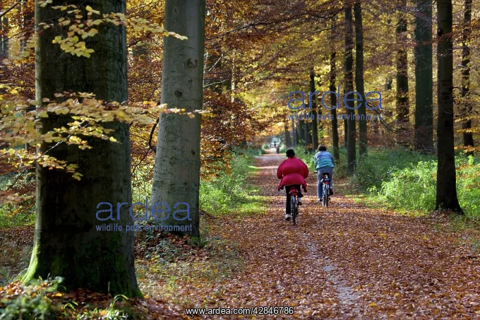 : Beech Trees - woodland path with cyclists : Beech Trees - woodland path with cyclists