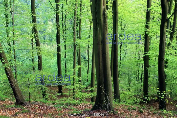 : Beech Trees - woodland in spring : Beech Trees - woodland in spring