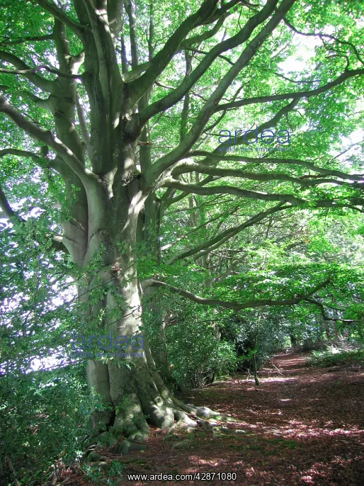 : Beech Trees - on wooodland boundary bank : Beech Trees - on wooodland boundary bank