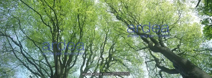 : Beech Trees - young emergent leaves : Beech Trees - young emergent leaves
