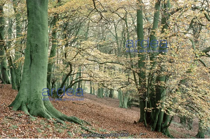 : BEECH WOOD : BEECH WOOD