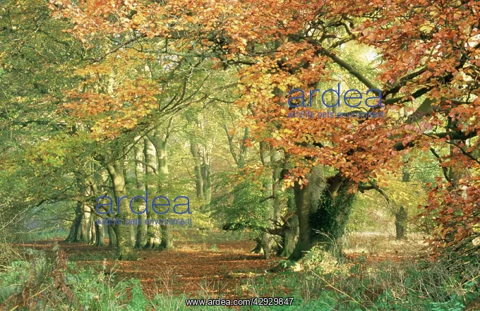 : BEECH Wood - in Autumn : BEECH Wood - in Autumn