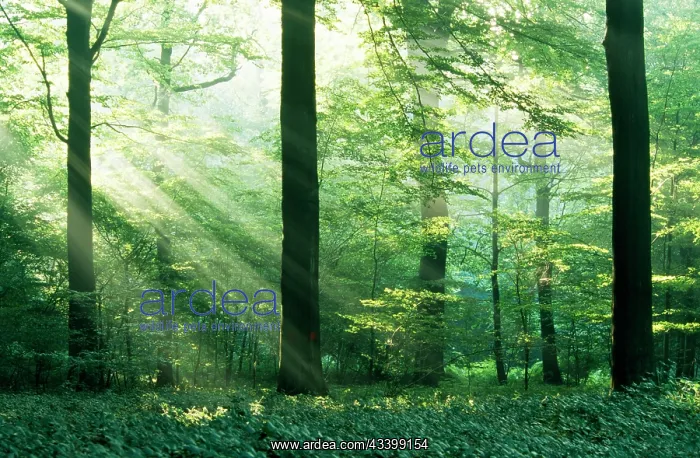 : Beech wood - with sunbeams : Beech wood - with sunbeams