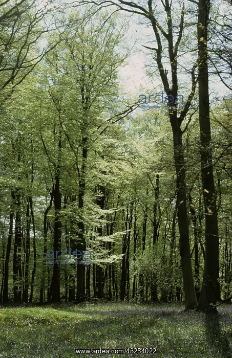 : Beech Woodland : Beech Woodland