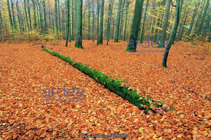 : Beech Woodland - autumn colour Bramwald Forest : Beech Woodland - autumn colour Bramwald Forest
