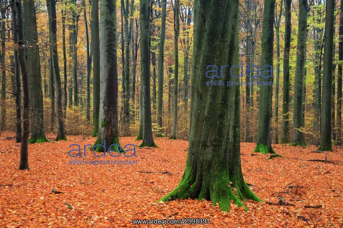 : Beech Woodland - autumn colour Bramwald Forest : Beech Woodland - autumn colour Bramwald Forest